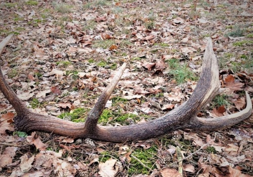 Straż Leśna rusza z coroczną akcją. Zbieracze poroża będą bacznie obserwowani