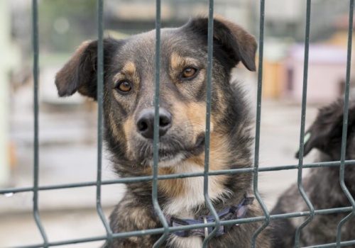 Ekspertka: system kontroli nad schroniskami dla zwierząt wygląda na iluzoryczny