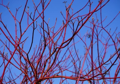 Posadź je wiosną, a będziesz sobie dziękować przez cały rok