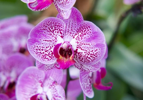 Ten napar ratuje storczyki po przelaniu. Efekty widać już po 2 tygodniach