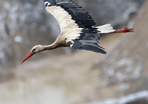 Jakie ptaki przylatują na wiosnę do Polski? Fascynujące trasy migracji