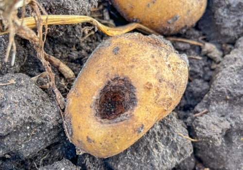 Ochrona ziemniaka przed szkodnikami glebowymi. Profilaktyka i dobre stanowisko zamiast chemii