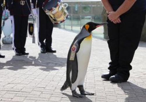 To jedyny na świecie pingwin-generał. 