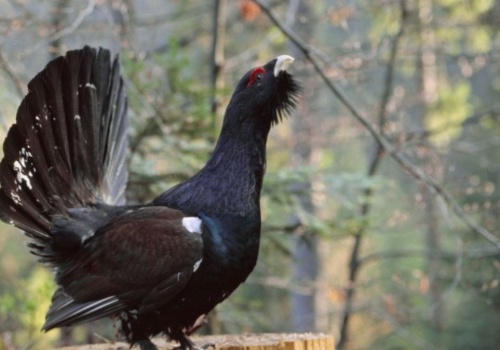 Głuszec, cietrzew i jarząbek. Mało znane leśne kuraki żyją w ukryciu