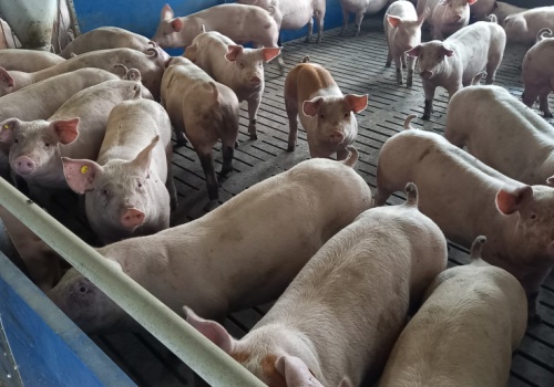 Pogłowie trzody chlewnej w Danii nadal rośnie. Najwyższy poziom od czterech lat