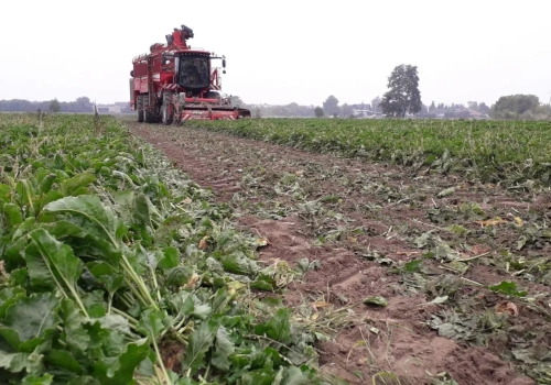 Zbiór buraków cukrowych. Co decyduje o jakości plonu?