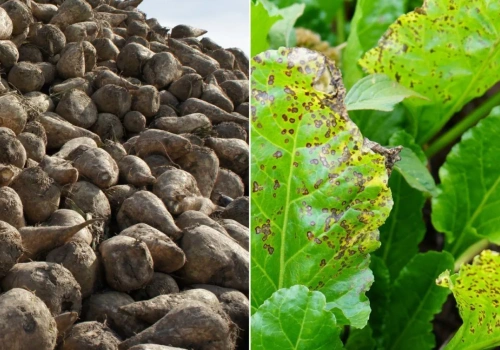 Nowe odmiany buraka cukrowego i pastewnego wpisane do rejestru. Sprawdź listę 17 nowości