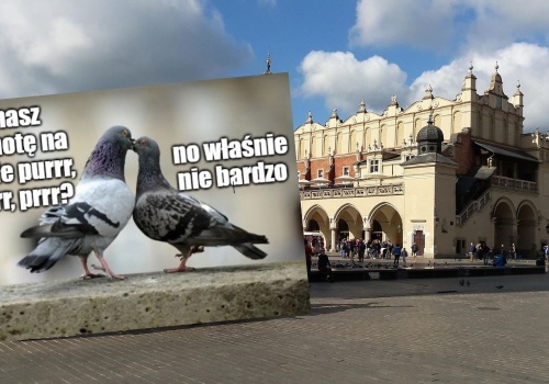 Kraków uruchamia pilotażowy program antykoncepcji dla gołębi, będzie dodawana do ziarna kukurydzy