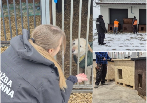 Osadzeni z Jastrzębia zbudowali budy dla psów i kotów. Trafiły do zwierzaków w Wodzisławiu