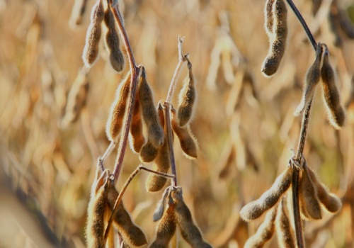 Rekordowe zbiory w Brazylii, szczególnie na plantacjach soi