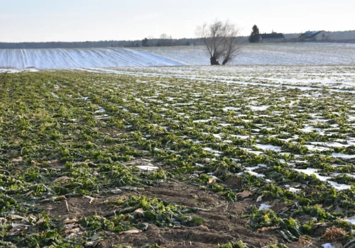 Zima bez śniegu uderza w rzepak. Czy czeka nas boom na jare?