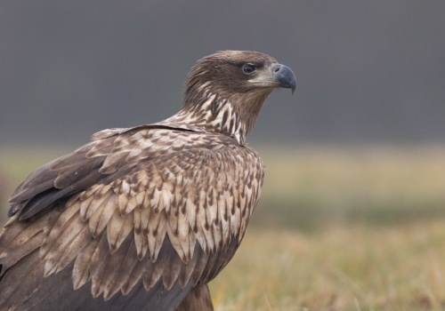 Największe ptaki Polski były na krawędzi wymarcia. Teraz mamy wielki sukces