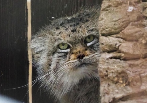 Manulka Jessie warszawskim Zwierzakiem Roku 2025