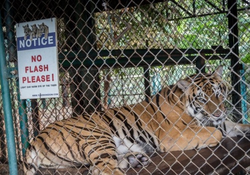 Nie żyją 72 tygrysy z kontrowersyjnego ośrodka. Apel PETA do turystów