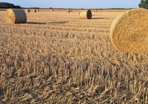 16,52 mld zł już na kontach rolników. ARiMR przelewa należności dopłatowe