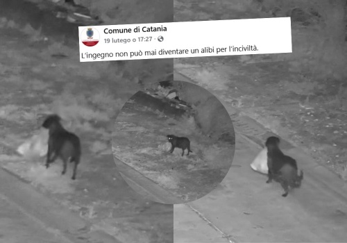 Włochy: mężczyzna oskarżony o wytresowanie psa do nielegalnego wyrzucania śmieci