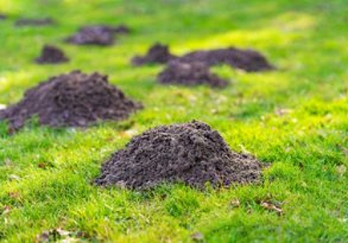 Wystarczy wbić w ziemię. Niezawodny sposób na krety i nornice