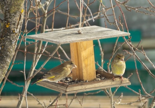 Kiedy zakończyć dokarmianie ptaków i jak zatroszczyć się o nie na wiosnę?