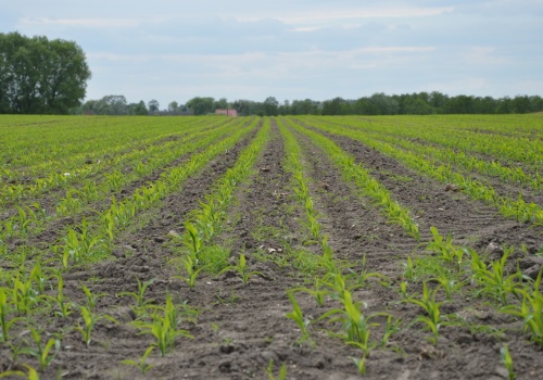 Zwalczanie chwastów w kukurydzy. Oto propozycja Bayera na sezon 2026