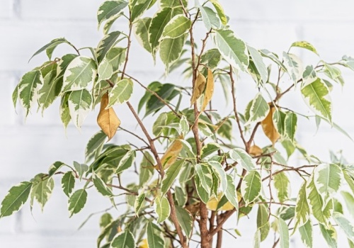 Fikus gubi liście? Wystarczy ta domowa odżywka, a szybko odżyje