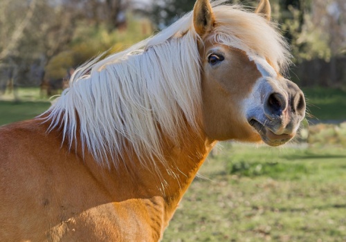 Już 23 lutego słynne skaryszewskie Wstępy