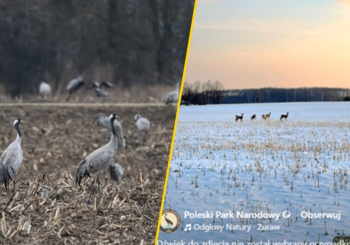 Niezwykłe nagranie z parku narodowego. 