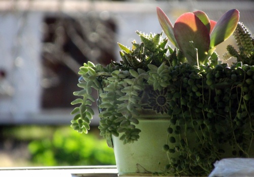 Relaks w otoczeniu roślin i książek, czyli „Zielona Strefa ROK-u”