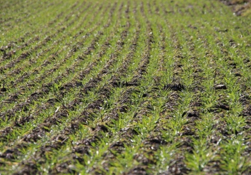 Jak najlepiej wzmocnić odporność roślin na wiosnę?