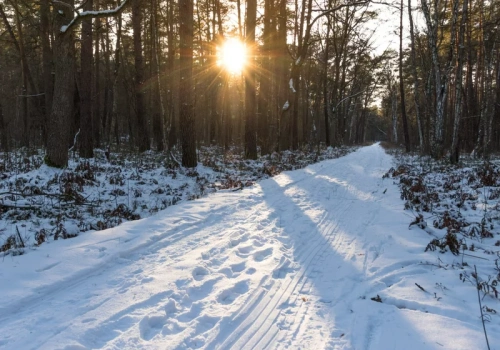 Gleba leśna ogranicza zmiany klimatu? Naukowcy badają pochłanianie metanu
