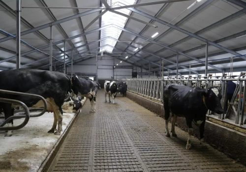 Dofinansowanie na oborę dla bydła w 2026. Jakie nabory i kredyty?