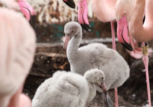 Pancernik, małe flamingi i rodzina arui. Śląskie zoo ma nowych mieszkańców