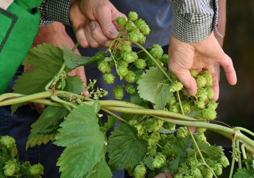 Rynek piwa się kurczy, chmiel reaguje. Jak zmienia się cały łańcuch dostaw?