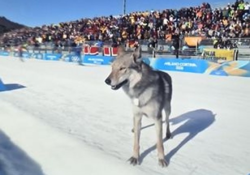 Myśleli, że to wilk. Biegł tak szybko, że uchwycił go fotofinisz