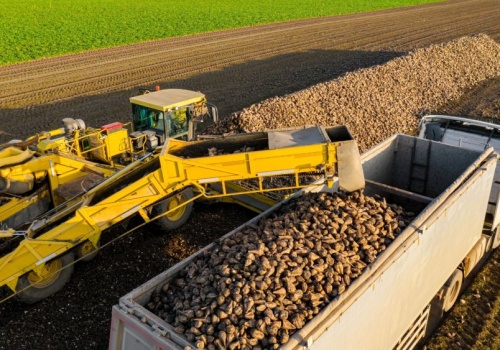 Produkcja cukru w Polsce bije rekordy. Nasza pozycja w UE jest coraz silniejsza