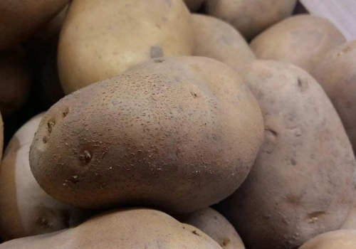 Polska w czołówce producentów ziemniaka. Kto na pierwszym miejscu w UE?