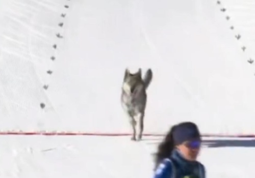 Największe rewelacja igrzysk wycofana. Aż trudno się z tym pogodzić