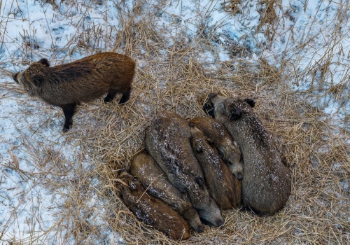Ponad 200 dzików do odstrzału na Lubelszczyźnie. Jest decyzja wojewody