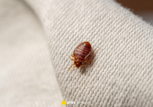 Lepiej zrezygnuj z tej rośliny w domu. Może przyciągać pluskwy