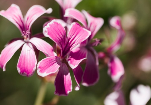 Posadź na wiosnę. Działa jak naturalna bariera na szkodniki. Nie zobaczysz ani jednego kreta
