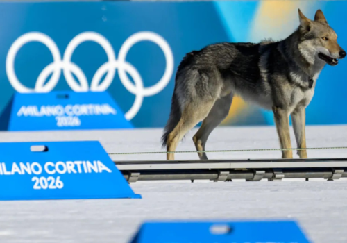 Igrzyska 2026/biegi narciarskie – właściciele słynnego psa Nazgula przypilnują ulubieńca w sobotę