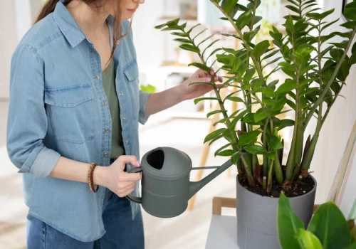 Wystarczy jeden duży ziemniak, by zamiokulkas wypuszczał liść po liściu
