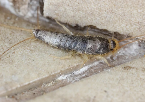 To nie tylko rybiki! Sprawdź, co naprawdę żyje w twojej łazience