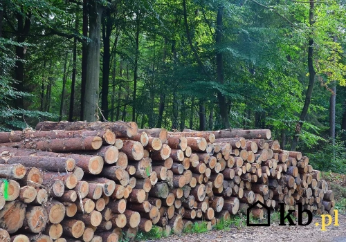 Drewno kominkowe od leśniczego możesz kupić nawet za mniej niż 100 zł/m3.