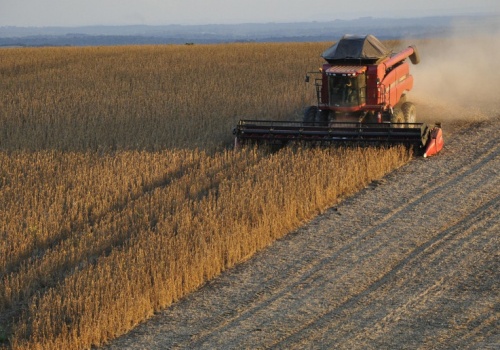 IGC: globalna produkcja soi nieznacznie niższa rok do roku