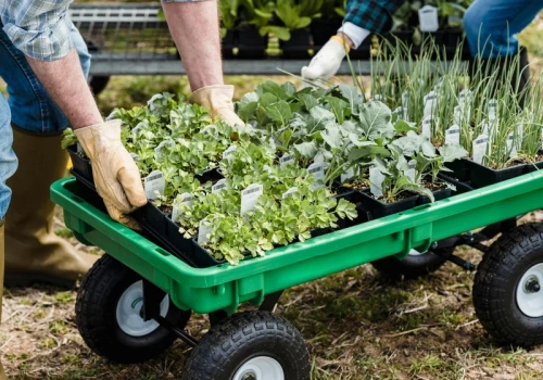 W lutym wysiej te warzywa na rozsadę. Latem zbierzesz plony szybciej niż sąsiedzi