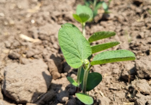 Choroby soi przenoszą się na nasionach. Platforma Sygnalizacji Agrofagów alarmuje