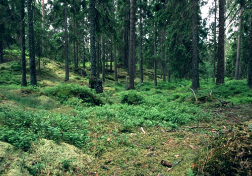 Lasy przesuwają się na północ. Naukowcy dostrzegli z orbity zagadkowe zjawisko