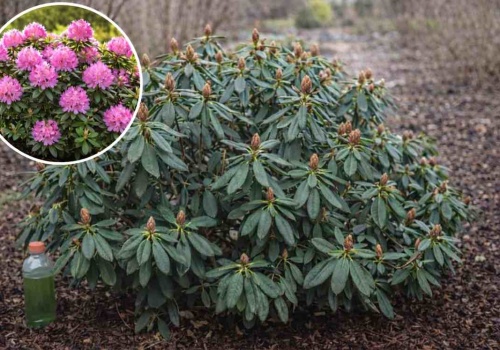 Rododendron zakwitnie jak cud. Rozsyp pod krzewem w lutym