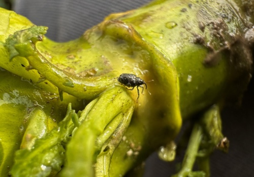 Jak chronić rzepak przed chowaczami, gdy prawie nie ma czym?