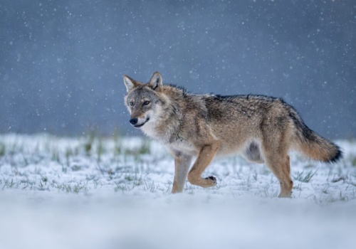 Czy mamy bać się wilków? Naukowiec: to bajki myśliwych